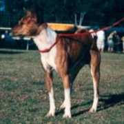 basenji.org Binza