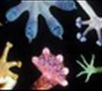bioteams.com Biological
