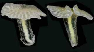 entornointeligente.com Biologos