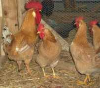 agraria.org Bionda