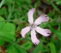 .mmc.atomi.ac.jp Biranji