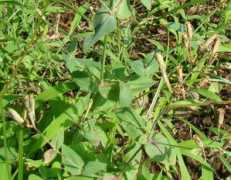 .mmc.atomi.ac.jp Biranji