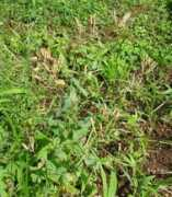 .mmc.atomi.ac.jp Biranji