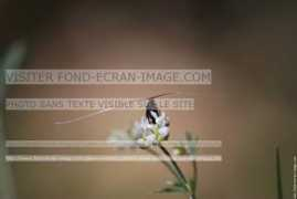fond-ecran-image.com Birare