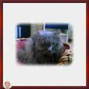 lnx.micimiao.it Birbo