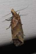 butterfliesandmoths.org Birdana