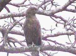 Birdes