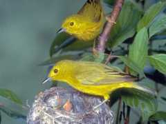 Birdie