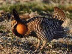 focusonnature.com Birdin