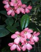 Birea