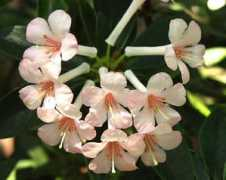 Birea