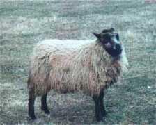nordicsheep.com Birgit