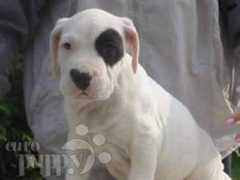 europuppy.com Birjan