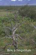 jonerr.blog.is Birki
