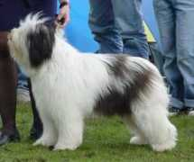 zgangudlugich.kennel.pl Birkut