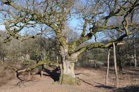 Birnam