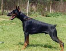 Biser