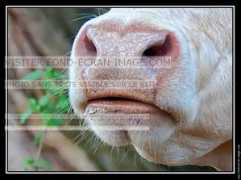 fond-ecran-image.com Bises