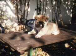 Bishu