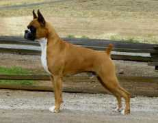 encoreboxers.com Bismark