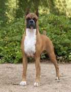 encoreboxers.com Bismark