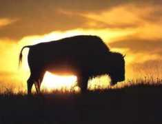 Bison