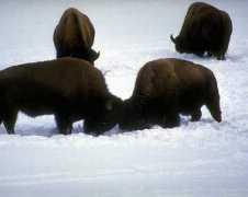 Bison