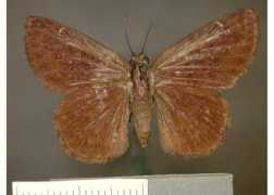 butterfliesofamerica.com Bistor
