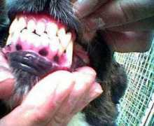 Bites