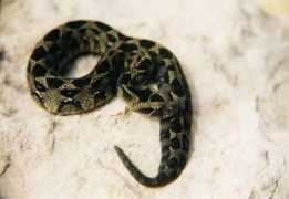 reptarium.cz Bitis