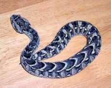 reptarium.cz Bitis