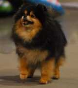 toydogsites.com Bitsie