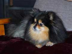 toydogsites.com Bitsie