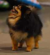 toydogsites.com Bitsie