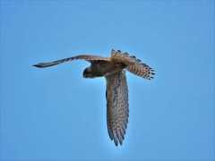 surfbirds.com Bittell