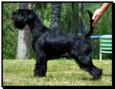 dolmaling.com Bittens