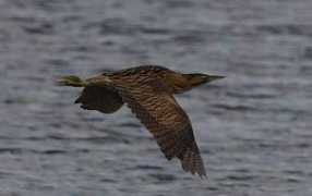 wildaboutbritain.co.uk Bittern