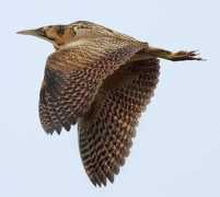 birdguides.com Bittern