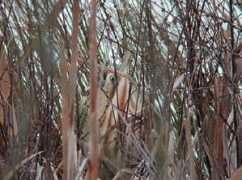 surfbirds.com Bittern