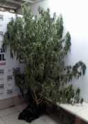 noticias.uol.com.br Bituca