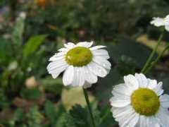 Biula