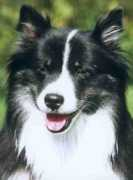 islandhund.de Bjartur
