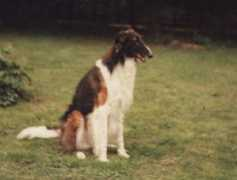 Bjelka