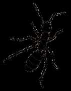4nobugs.com Blackant