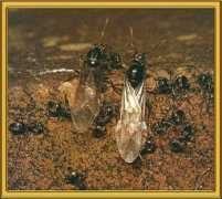 the-piedpiper.co.uk Blackant