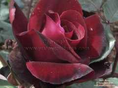 ww.justourpictures.com Blackbeauty
