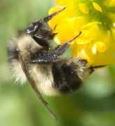 bugguide.net Blackbee
