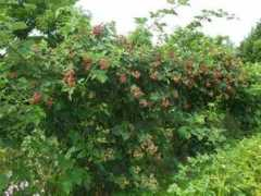 homegrown.org Blackberrys