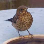 thisbrighton.co.uk Blackbirds