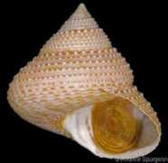 gastropods.com Blacki